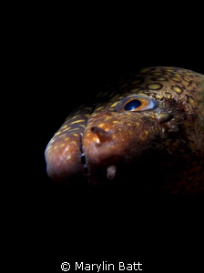 Tiny Morey eel by Marylin Batt 